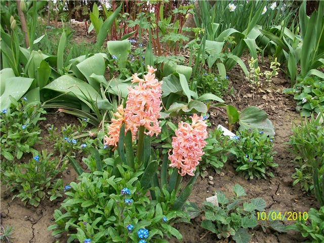 zumbul  Gipsy Queen -lat. hyacinthus 